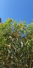 Acacia leiophylla
