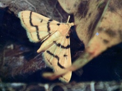 Dichocrocis