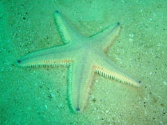 Astropecten irregularis pontoporeus