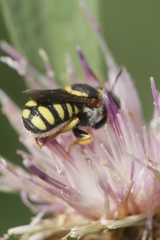 Pseudoanthidium