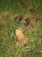 Bufo bufo