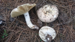 Basidiomycota