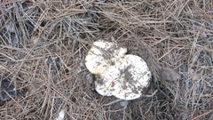 Basidiomycota