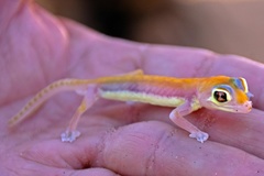 Pachydactylus rangei