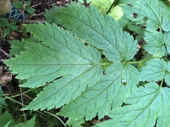 Actaea podocarpa