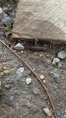 Pseudopolydesmus canadensis