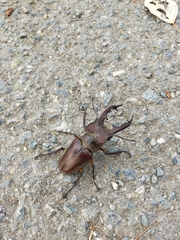 Lucanus