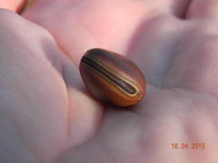 Canavalia bonariensis