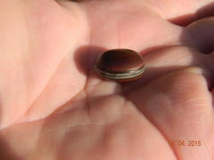 Canavalia bonariensis