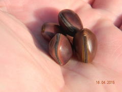 Canavalia bonariensis