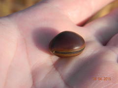 Canavalia bonariensis