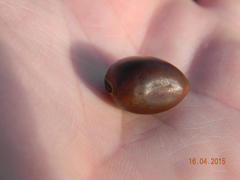 Canavalia bonariensis