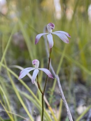 Caladenia clarkiae