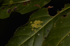 Aleurocanthus ceracroceus