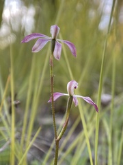 Caladenia clarkiae