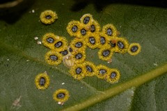 Aleurocanthus ceracroceus