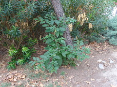 Phytolacca americana