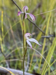 Caladenia clarkiae