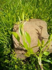 Ranunculus lateriflorus