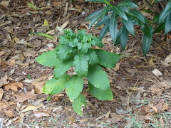 Phytolacca americana