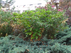 Phytolacca americana