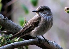 Muscicapa striata striata