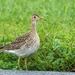 Upland Sandpiper - Photo (c) coleen61, some rights reserved (CC BY-NC)