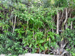 Phytolacca americana