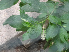 Phytolacca americana