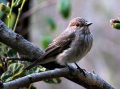Muscicapa striata striata