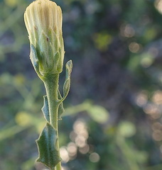 Pegolettia baccaridifolia
