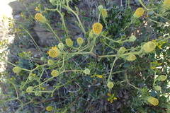 Pegolettia baccaridifolia