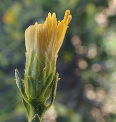 Pegolettia baccaridifolia
