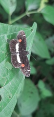 Paramimus stigma stanna