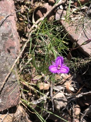 Thysanotus baueri