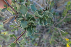 Pegolettia baccaridifolia