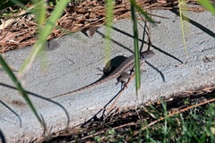 Sceloporus occidentalis