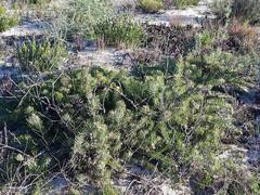 Leucospermum tomentosum