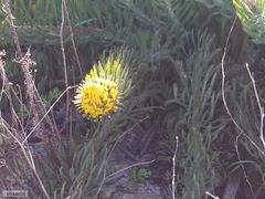 Leucospermum tomentosum