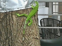 Iguana iguana