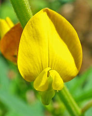 Crotalaria