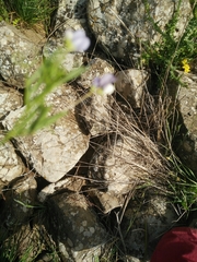Vicia hulensis