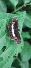 Paramimus stigma stanna