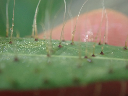 Image of Pilosella bauhini by (c) Matteo Marcandella, some rights reserved (CC BY)