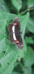 Paramimus stigma stanna