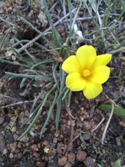 Moraea fugacissima