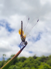 Trithemis selika
