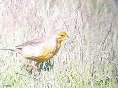 Macronyx capensis capensis