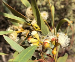 Eucalyptus calycogona