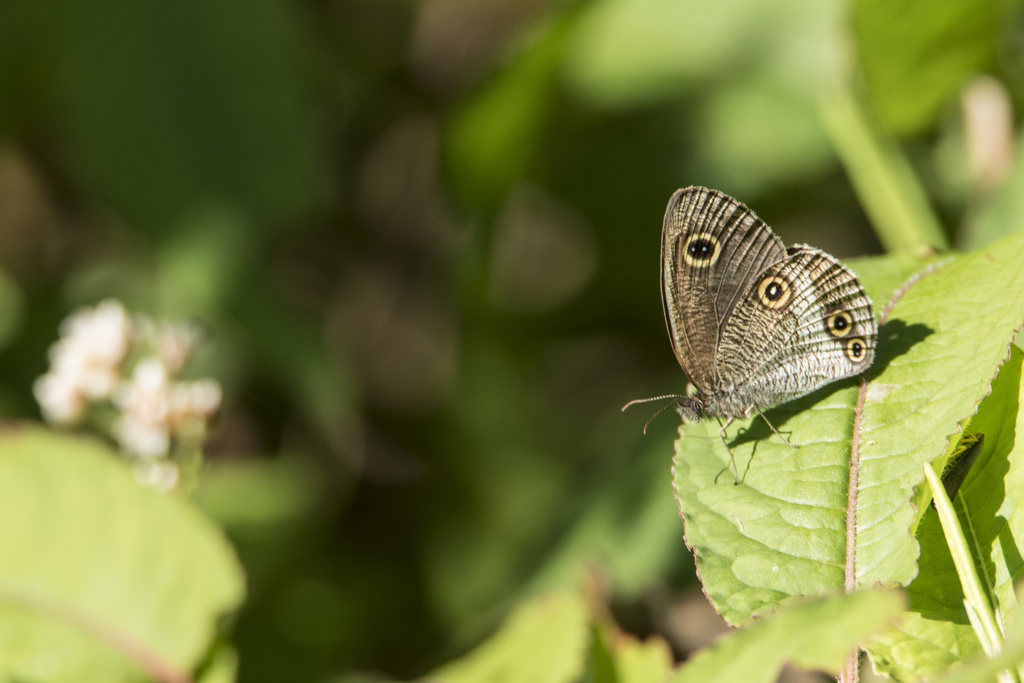 Ypthima akragas